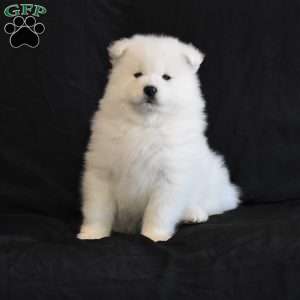 Baxter, Samoyed Puppy